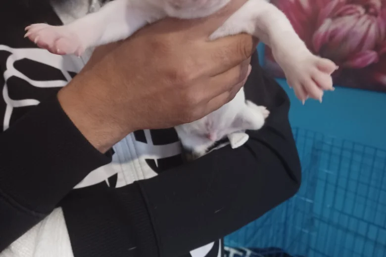 Staffordshire Bull Terrier