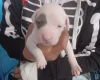 Staffordshire Bull Terrier