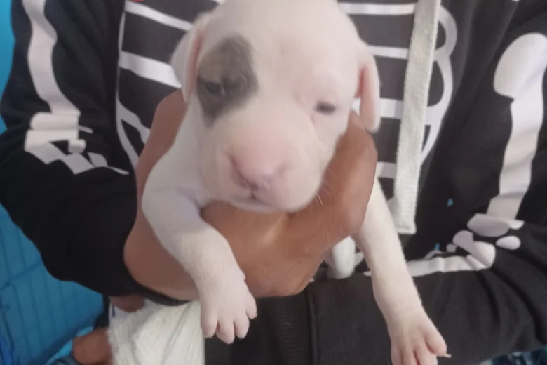 Staffordshire Bull Terrier