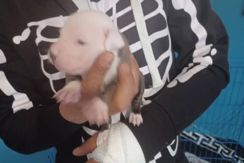 Staffordshire Bull Terrier