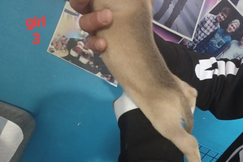 Staffordshire Bull Terrier