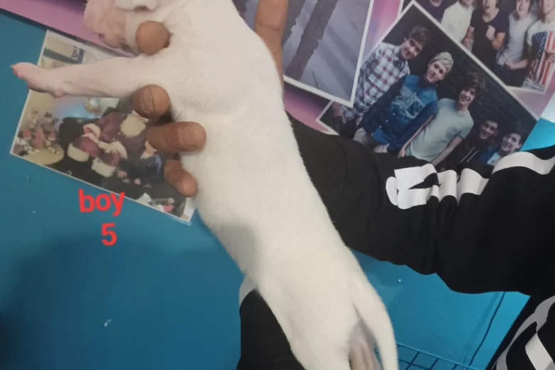 Staffordshire Bull Terrier