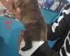Staffordshire Bull Terrier