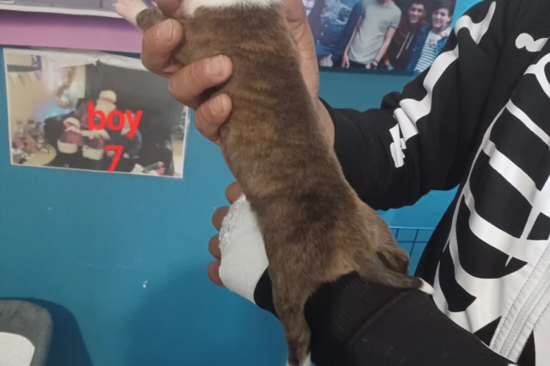 Staffordshire Bull Terrier