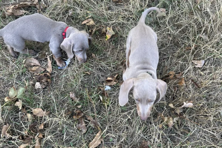 Dachshund (Smooth Haired)