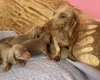 Dachshund (Smooth Haired)