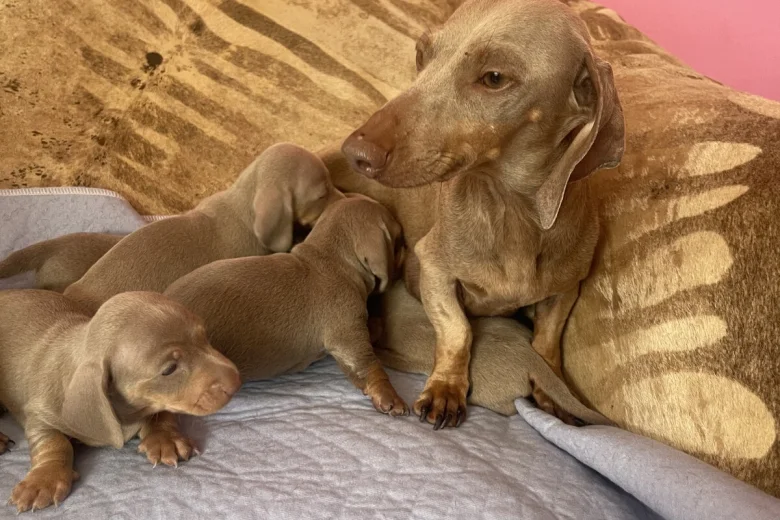 Dachshund (Smooth Haired)