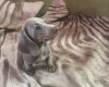 Dachshund (Smooth Haired)