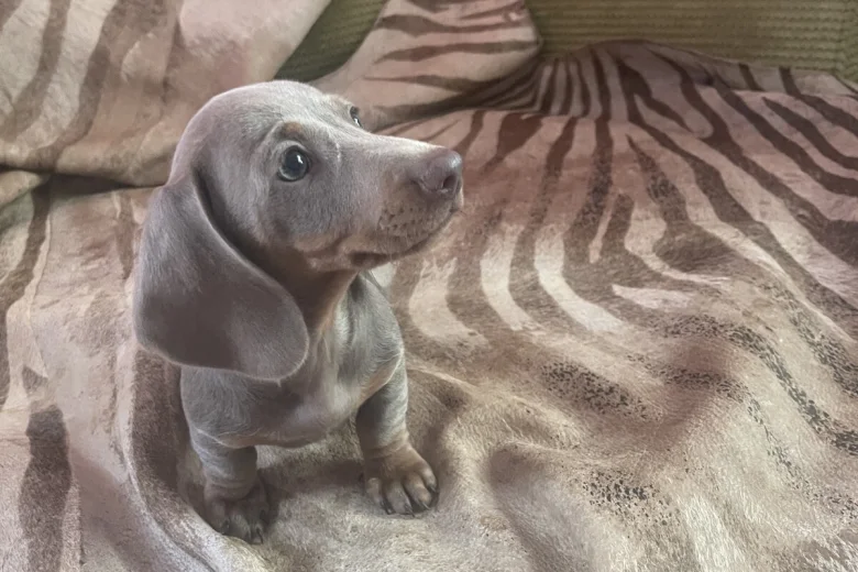 Dachshund (Smooth Haired)