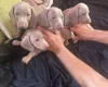 Dachshund (Smooth Haired)