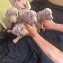 Dachshund (Smooth Haired)