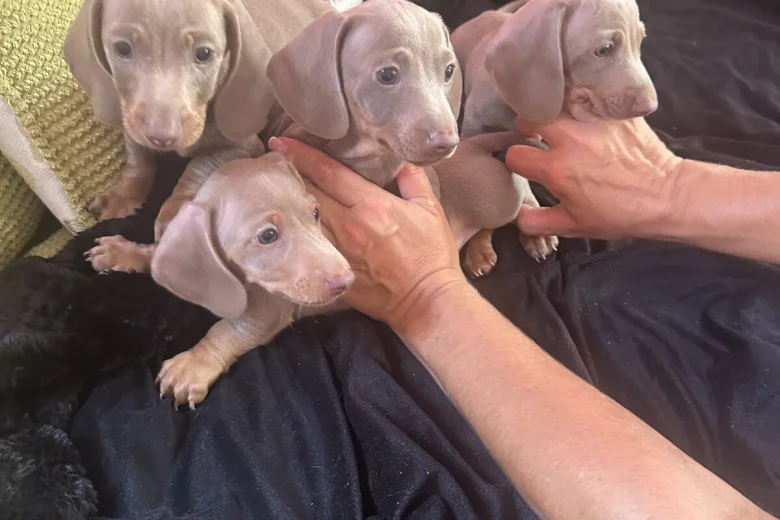 Dachshund (Smooth Haired)