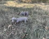 Dachshund (Smooth Haired)