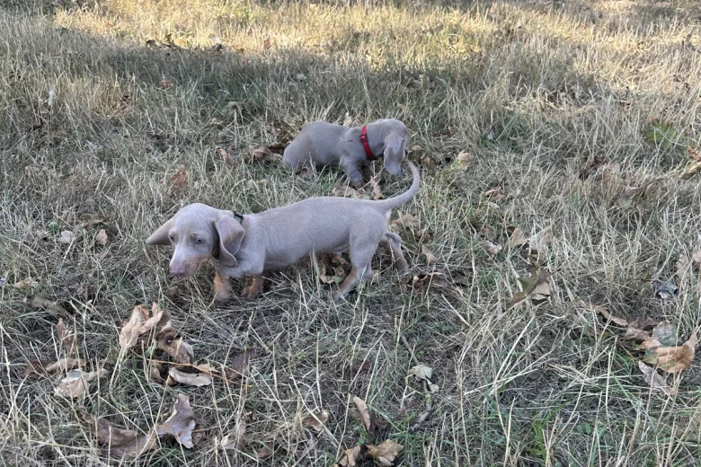 Dachshund (Smooth Haired)
