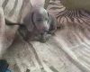 Dachshund (Smooth Haired)