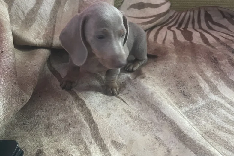 Dachshund (Smooth Haired)