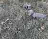 Dachshund (Smooth Haired)