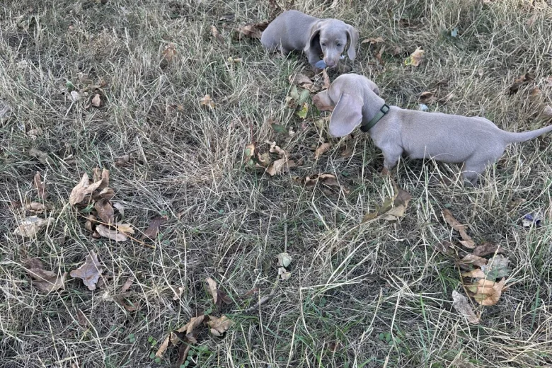 Dachshund (Smooth Haired)
