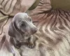 Dachshund (Smooth Haired)