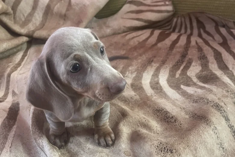 Dachshund (Smooth Haired)