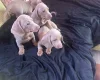 Dachshund (Smooth Haired)