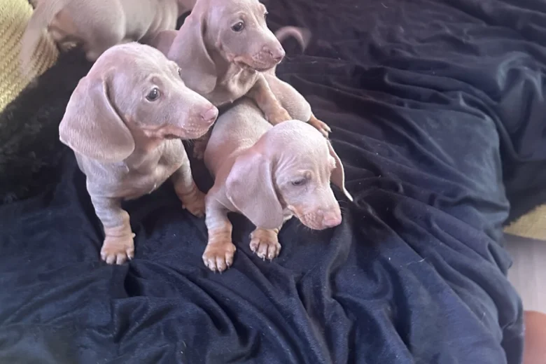 Dachshund (Smooth Haired)