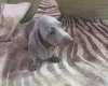 Dachshund (Smooth Haired)