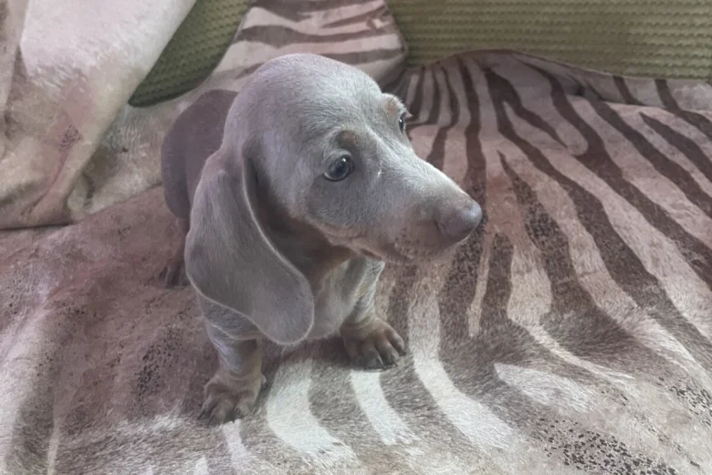 Dachshund (Smooth Haired)