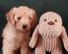 Maltipoo