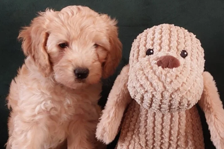 Maltipoo