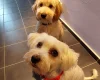 Maltipoo