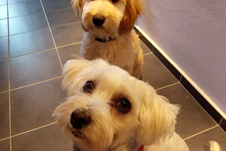 Maltipoo