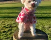 Maltipoo