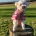 Maltipoo