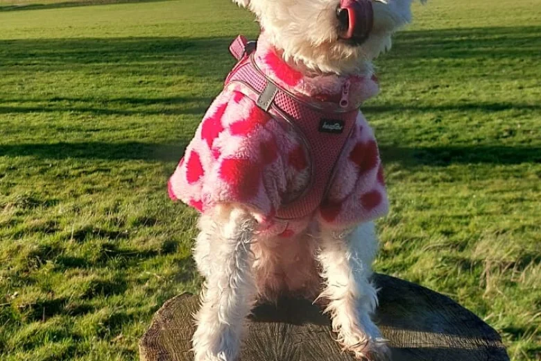 Maltipoo