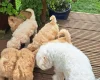Maltipoo
