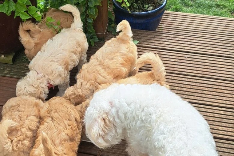 Maltipoo
