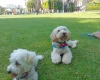 Maltipoo