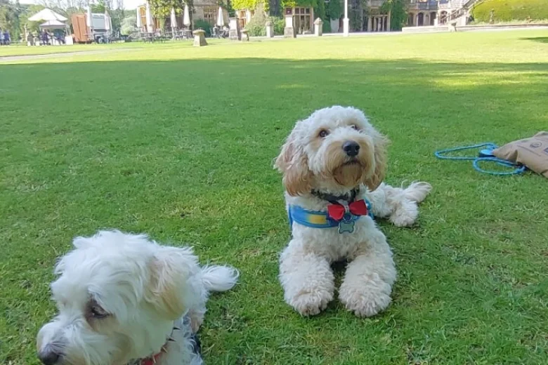 Maltipoo