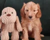 Maltipoo