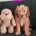 Maltipoo