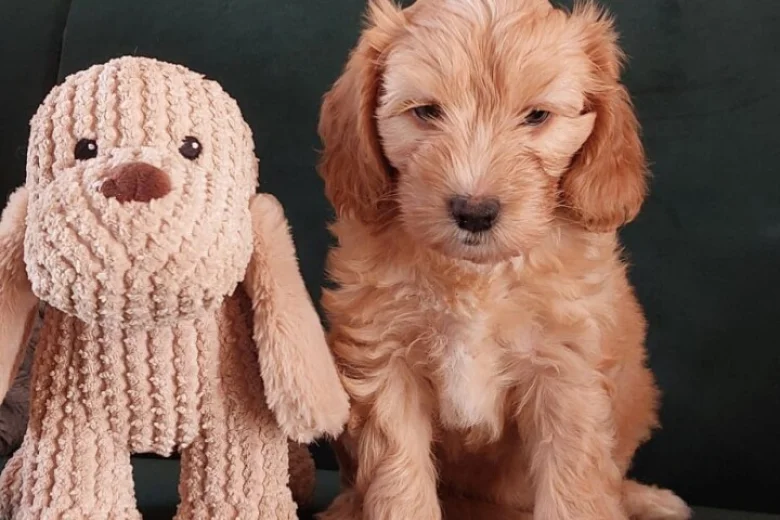 Maltipoo