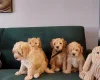 Maltipoo
