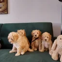Maltipoo