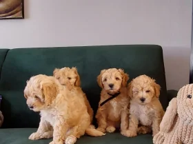 Maltipoo