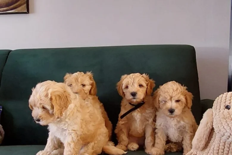 Maltipoo
