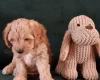 Maltipoo