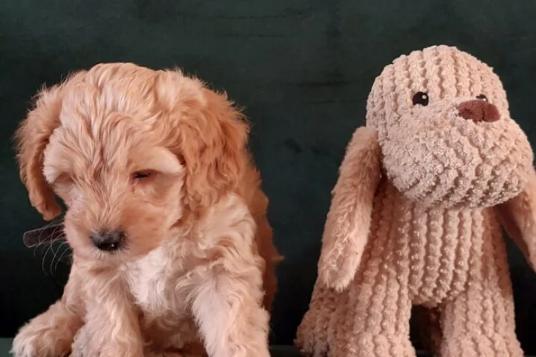 Maltipoo