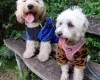 Maltipoo