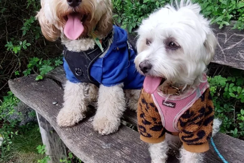 Maltipoo